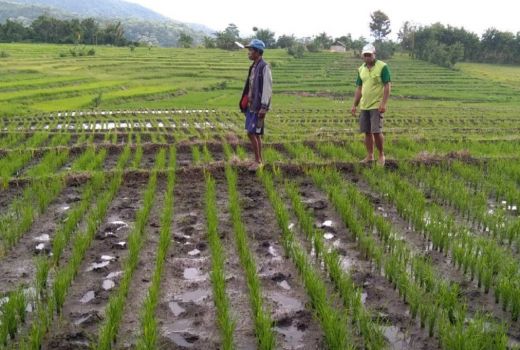 Kabar Gembira Produksi Beras di NTB Naik 65 Ribu Ton - GenPI.co NTB