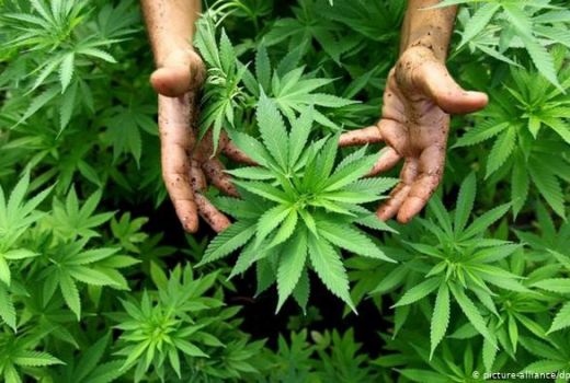Hajar Terus! Polisi Tangkap Pengedar 2 Kilo Ganja - GenPI.co NTB