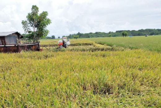 Alhamdulillah! Produksi Padi di Mataram Lampui Target - GenPI.co NTB