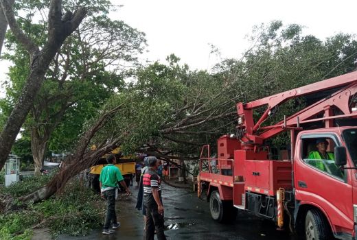 Hujan Disertai Angin, Banyak Pohon Tumbang di Kecamatan Selong - GenPI.co NTB