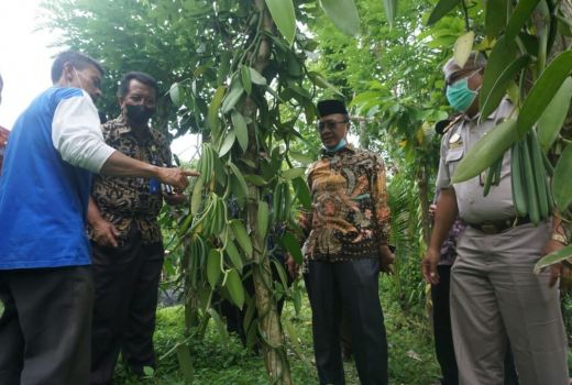 Bupati Lobar Minta Petani Vanili untuk Semakin Semangat - GenPI.co NTB