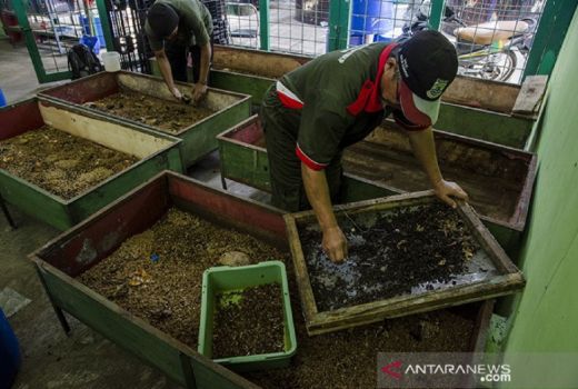 Budidaya Maggot, Jurus Pemkot Mataram Atasi Sampah - GenPI.co NTB
