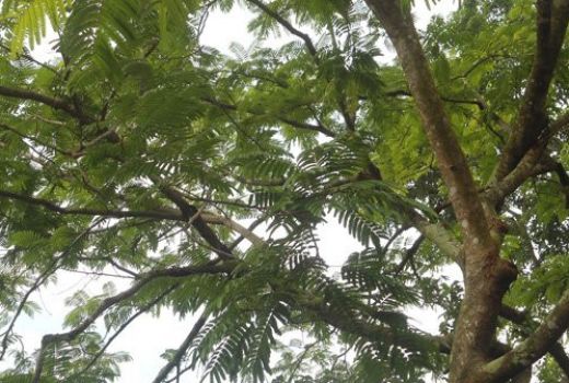 Astaga, Ratusan Pohon di Jalan Bypass Bizam-Mandalika Dicuri - GenPI.co NTB