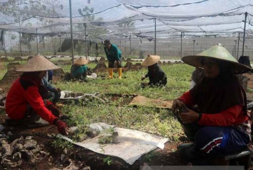 Industri Pengolahan Minyak Kayu Putih Kian Gencar di NTB - GenPI.co NTB