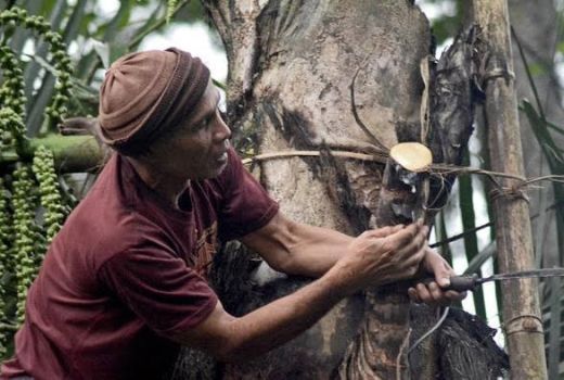 Tuak Manis Minuman Khas Sasak - GenPI.co NTB