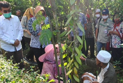 Pemprov NTB Jadikan Desa Tete Batu Lokasi Benih Vanili Unggul - GenPI.co NTB