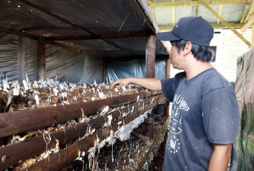 Warga Loteng Ini Dapat Cuan dari Jamur Tiram - GenPI.co NTB