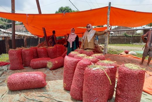 Panen Berlimpah, Bawang Merah Bima Aman untuk Ramadan - GenPI.co NTB