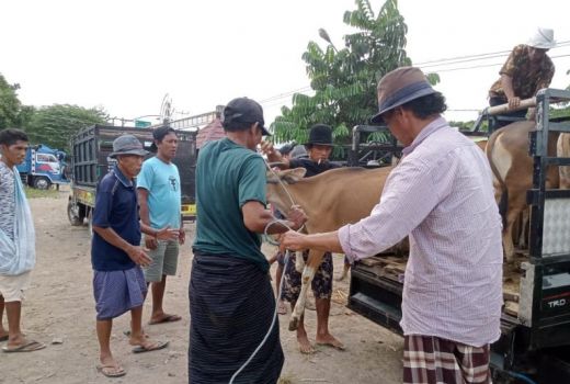 Pantau Kesehatan Hewan Kurban, Dispertanak Loteng Bentuk Tim - GenPI.co NTB