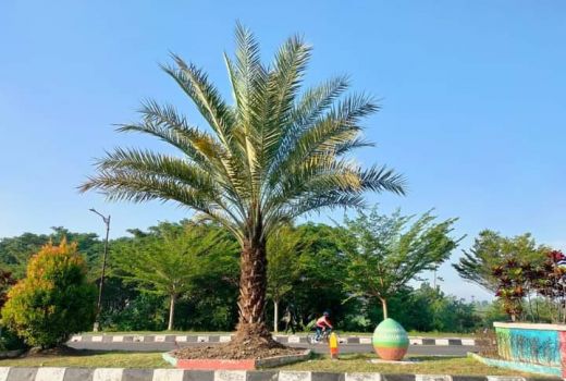 Ada Pohon Kurma Menuju Bandara, Begini Pesan Gubernur NTB - GenPI.co NTB