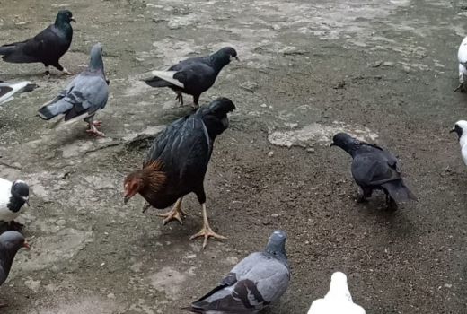 Distan Mataram : Peternak Unggas Waspada Penyakit - GenPI.co NTB