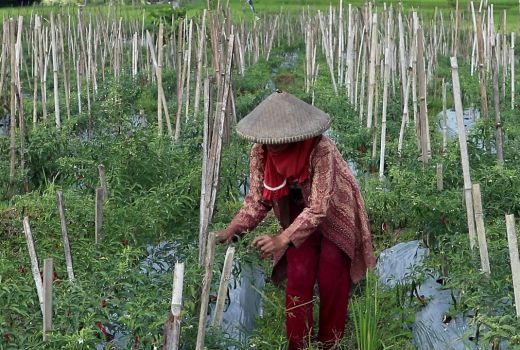 Petani Loteng Mengeluh, Cabai Rusak Diserang Hama - GenPI.co NTB