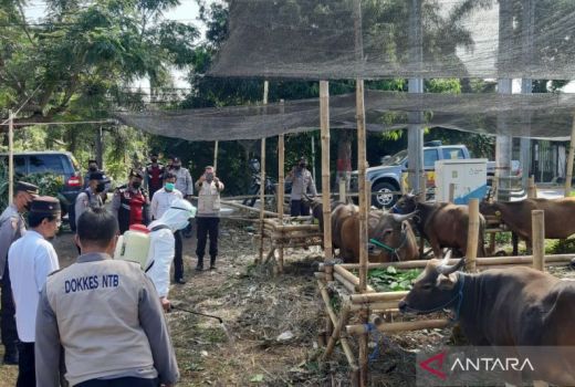 Alhamdulillah, PMK di Lombok Kian Menurun, 60.289 Ternak Sembuh - GenPI.co NTB