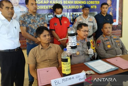 Hendak Dibawa ke Jawa, Polda NTB Amankan 17.160 Bibit Lobster - GenPI.co NTB