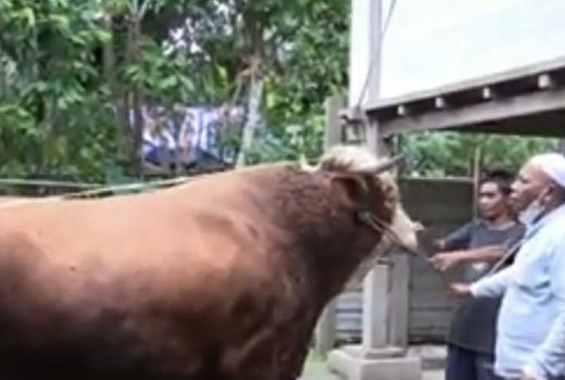 Gede Banget, Segini Bobot Sapi Sumbangan Presiden Jokowi ke NTB - GenPI.co NTB