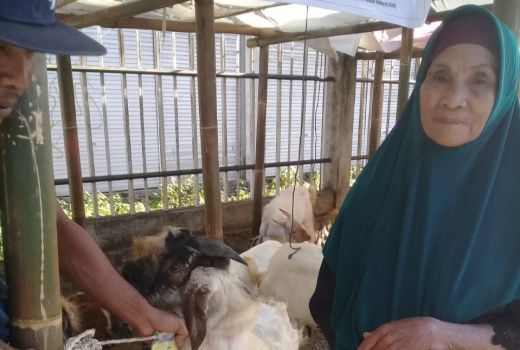 Upah Jadi Buruh Tani 2 Tahun, Nenek Ini Akhirnya Bisa Kurban - GenPI.co NTB