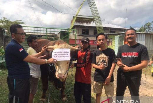 Warga Masbagik Terima Sapi Kurban Bobot 1 Ton dari Gubernur NTB - GenPI.co NTB