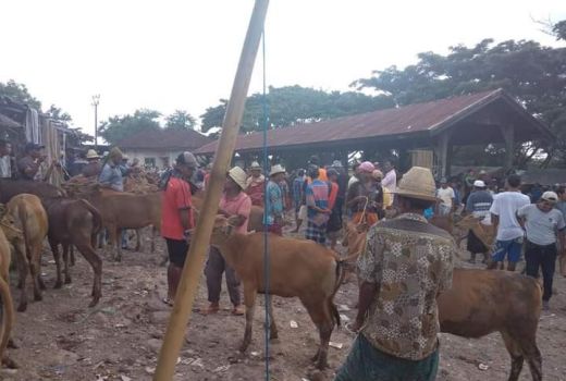 Masih Ada Kasus PMK, Penutupan Pasar Hewan Diperpanjang - GenPI.co NTB