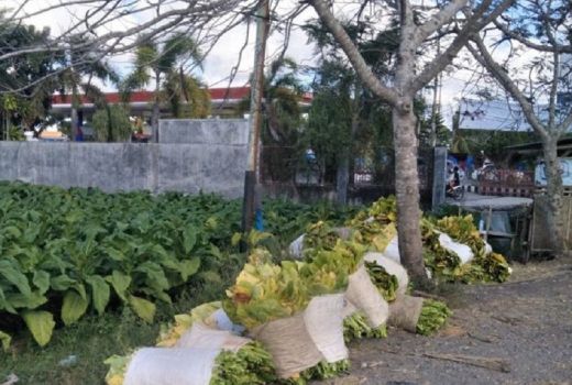 Tahun Ini, Petani Tembakau Loteng Diprediksi Raup Cuan - GenPI.co NTB