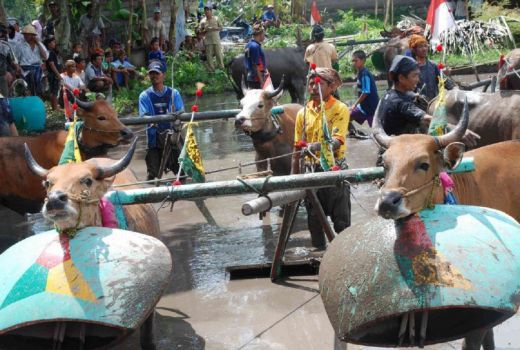 Filosofi Malean Sampi, Wujud Syukur Petani Lombok Barat - GenPI.co NTB