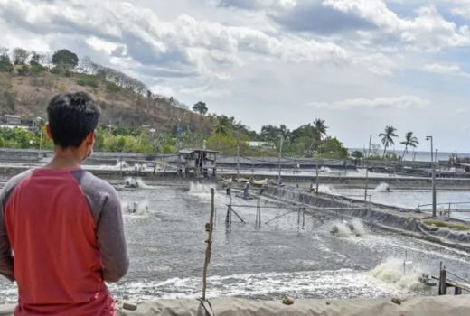 Malaysia Jajaki Investasi Budidaya Udang di Sumbawa - GenPI.co NTB