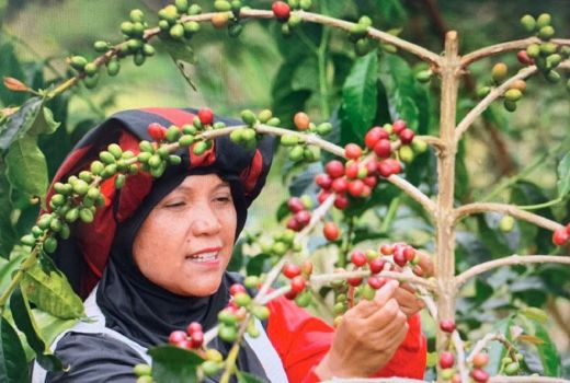 Hasil Pemberdayaan UMKM BRI, Kopi Takengon Aceh Hingga AS - GenPI.co NTB