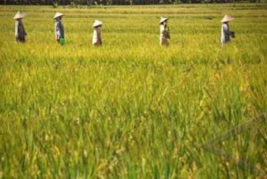 Alih Fungsi Lahan, Dewan Minta Pemko Mataram Begini - GenPI.co NTB