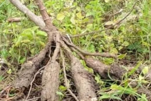 Cara Pemko Mataram Agar Warga Kurangi Konsumsi Beras - GenPI.co NTB