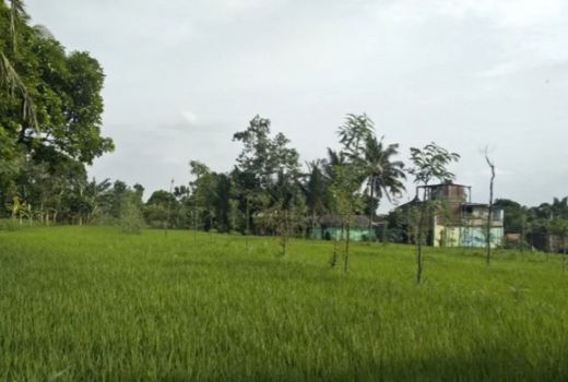Sebegini Jumlah Stok Pupuk Subsidi di Lombok Tengah - GenPI.co NTB