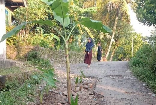 Protes Keras, Warga Tanam Pisang dan Kelapa di Jalan Praya Lombok Tengah - GenPI.co NTB