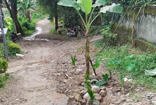 Jalan Rusak Ditanami Pisang, DPRD Lombok Tengah: Diperbaiki Tahun Ini - GenPI.co NTB