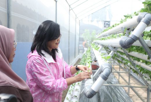 Kegiatan Bertani di Kota Medan Didukung oleh BRI Peduli - GenPI.co NTB