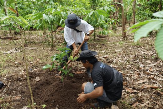 Menanam Tanaman Produktif, BRI Grow & Green Berdayakan Dua Kelompok Tani di Bali - GenPI.co NTB