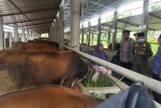 Lima Desa di Lombok Tengah Dapat 1 Ribu Sapi - GenPI.co NTB