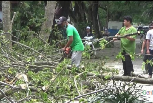 Pohon Tua Pinggir Jalan Lombok Tengah Mulai Ditata - GenPI.co NTB