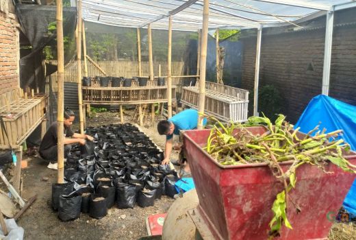 Wow, Warga Lombok Tengah Sulap Eceng Gondok Jadi Pupuk - GenPI.co NTB