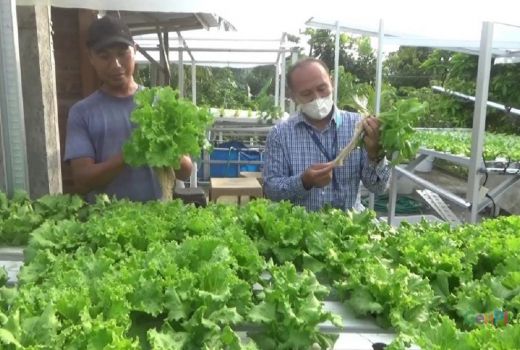 Iseng Tanam Sayur Hidroponik, Pria Asal Praya ini Banjir Pesanan - GenPI.co NTB