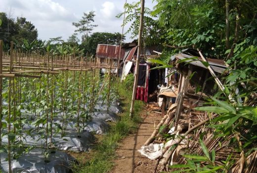 Kasihan, Korban Gempa Ini Masih Tinggal di Gubuk Reyot - GenPI.co NTB