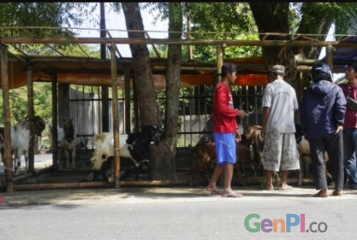 Pasar Hewan Tutup, Begini Saran Distanak Loteng - GenPI.co NTB