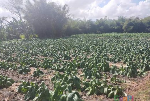 Kemarau Basah, 1.000 Hektare Lahan Tembakau di Loteng Rusak - GenPI.co NTB