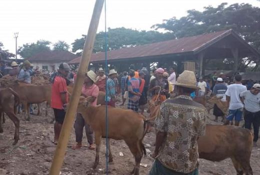 Duh!, 47 Ekor Ternak di Loteng Terindikasi PMK - GenPI.co NTB