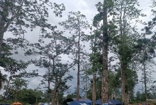 Kapuk Desa Lantan Lombok Tengah Tembus Belanda - GenPI.co NTB