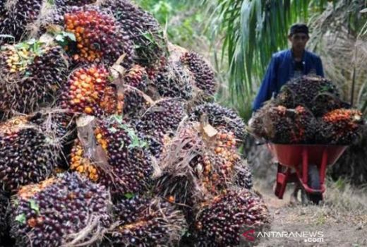 Harga Kelapa Sawit Riau Turun, Petani Pasti Sedih - GenPI.co RIAU