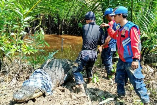 Detik-Detik Warga Diterkam Buaya, Ada Keajaiban - GenPI.co RIAU