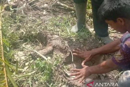 Gajah Liar Rusak Perkebunan, Warga Diminta Sabar - GenPI.co RIAU