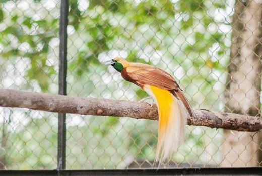Akhir Pekan di Kebun Binatang Sang Kulim Kampar - GenPI.co RIAU