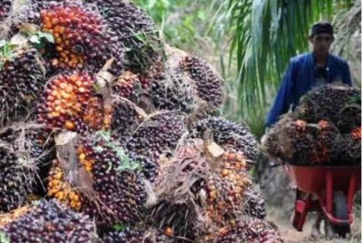 Harga Sawit Riau Periode Ini Naik Rp141 per Kilogram - GenPI.co RIAU