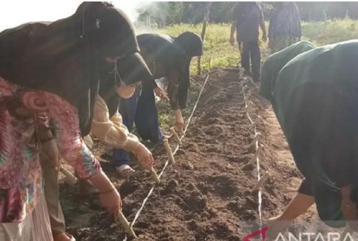 Mahasiswa Unri Tanam Tanaman Pangan, Ini Tujuannya - GenPI.co RIAU