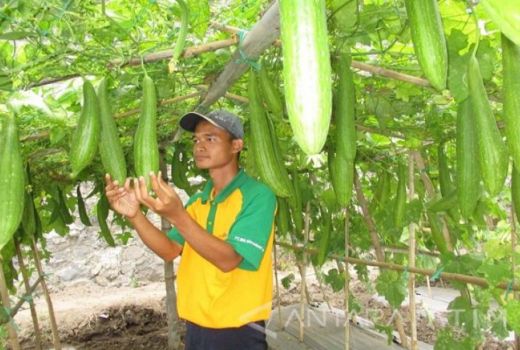 3 Manfaat Sayuran Oyong, Membantu Menjaga Kesehatan Hati! - GenPI.co RIAU