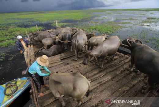 Penyakit Ngorok, Ratusan Kerbau Milik Warga di Riau Mati - GenPI.co RIAU